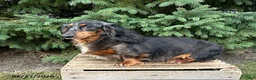 Dachshund dogs for sale: Bear - Ad 4