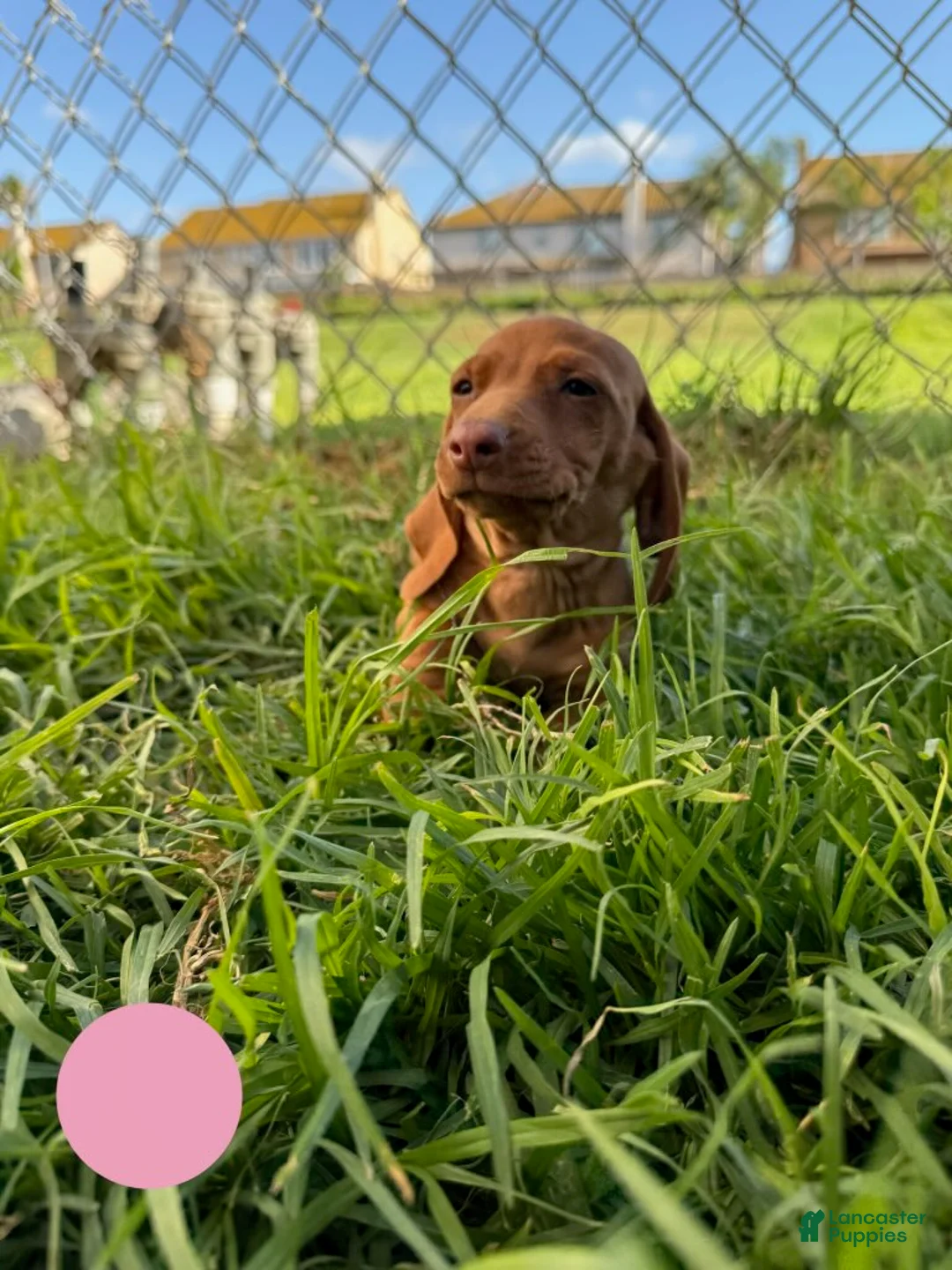 Miniature Dachshund dogs for sale: Toy Dachshund Female 2 - Ad 5