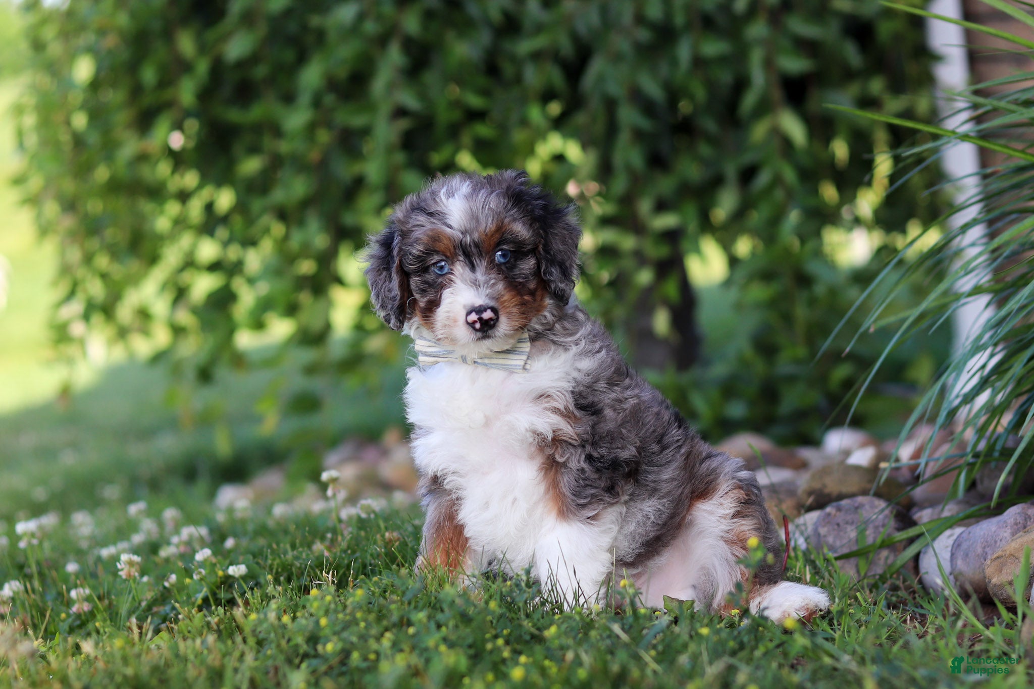 Mini Bernedoodle dogs Dylan - Ad 1