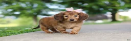 Miniature Dachshund dogs for sale: Pocahontas - Ad 6