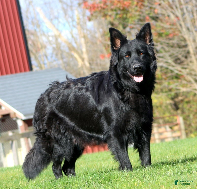 German Shepherd dogs Elly - Ad 2