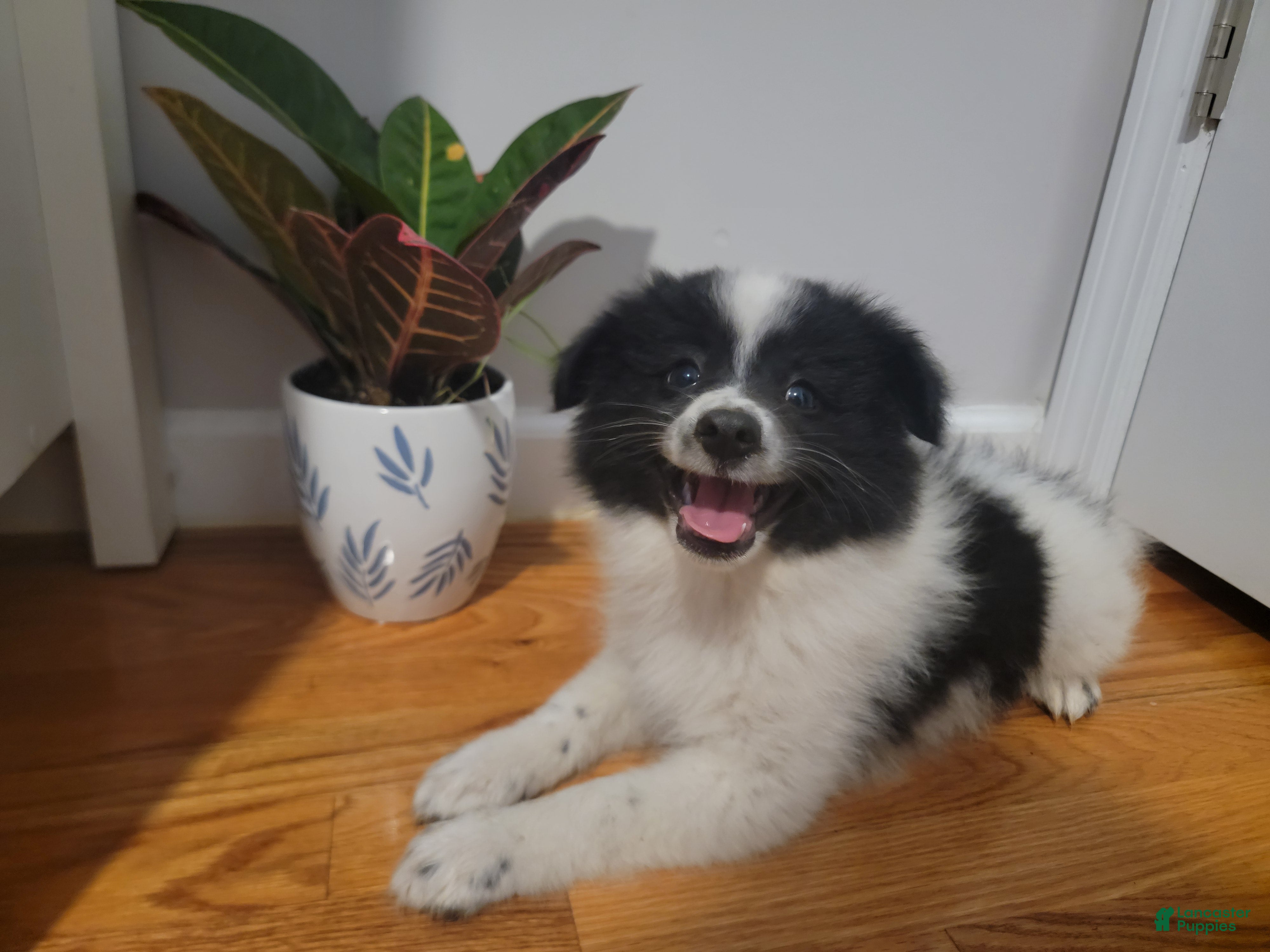 Pomeranian dogs for sale: Oreo - Ad 1