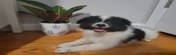 Pomeranian dogs for sale: Oreo - Ad 1
