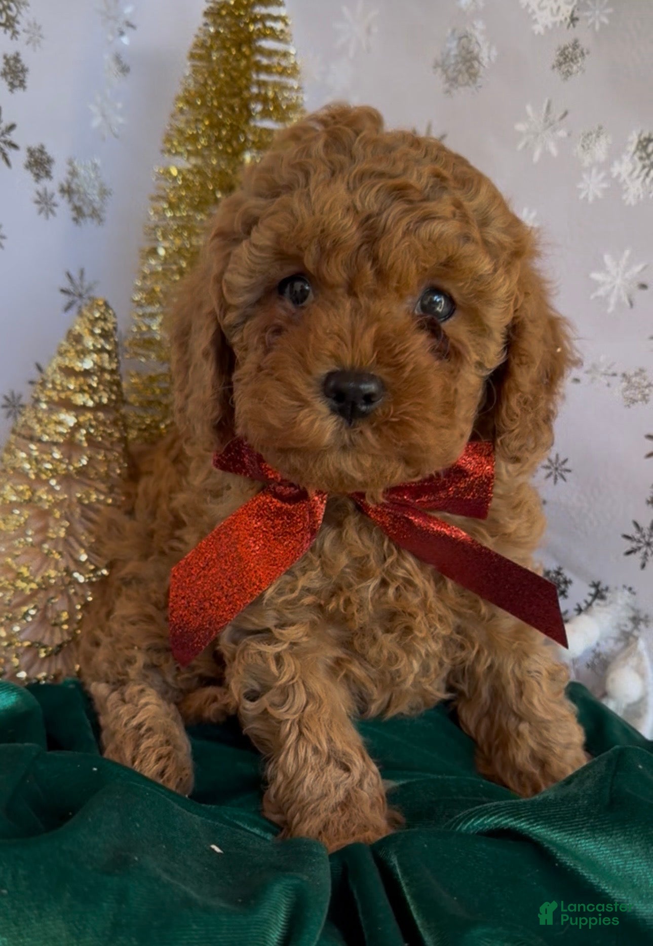 Cavapoo dogs Cavapoo Puppy 3 - Ad 37