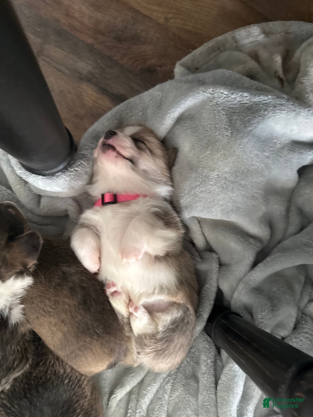 Welsh Corgi Pembroke dogs for sale: Welsh Corgi Pembroke Puppy 1 - Ad 1