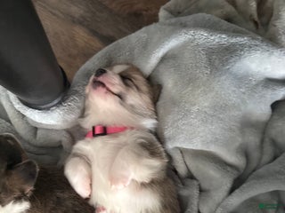 Welsh Corgi Pembroke dogs Welsh Corgi Pembroke Puppy 1 - Ad 27