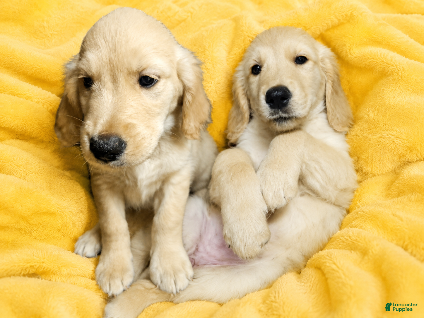 Golden Retriever dogs Golden Retriever 4 - Ad 1