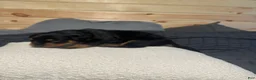 Rottweiler dogs for sale: Koa - Ad 4