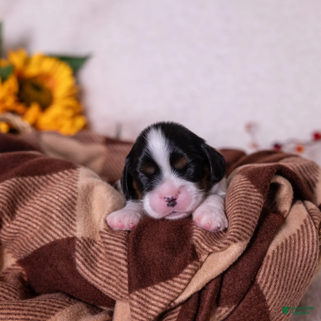 Cavalier King Charles Spaniel dogs for sale: Oreo - Ad 2