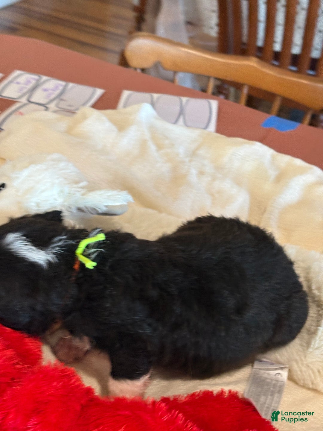 Mixed Breed dogs for sale: Female # 1 English Shepherd Doodle - Ad 8