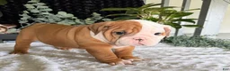 English Bulldog dogs for sale: Mikey - Ad 6