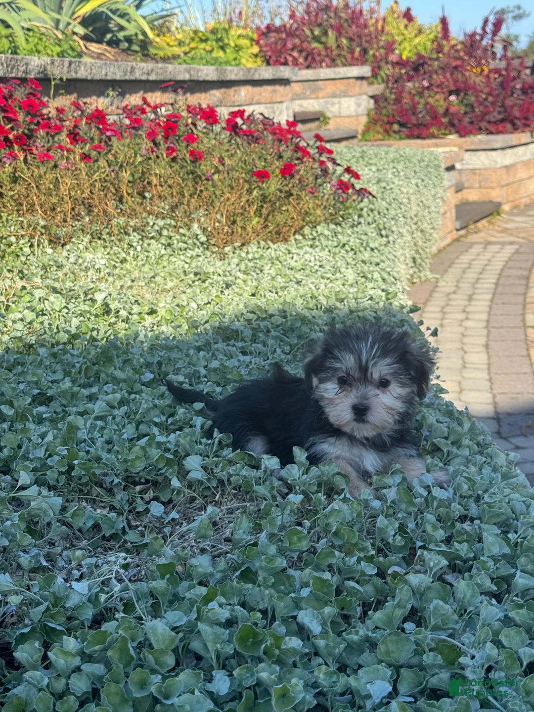 Shorkie dogs for sale: April - Ad 1