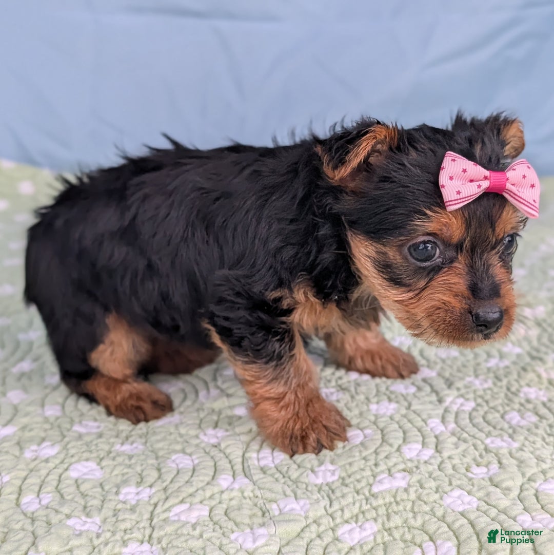 Yorkshire Terrier dogs for sale: Sugar Cookie - Ad 9