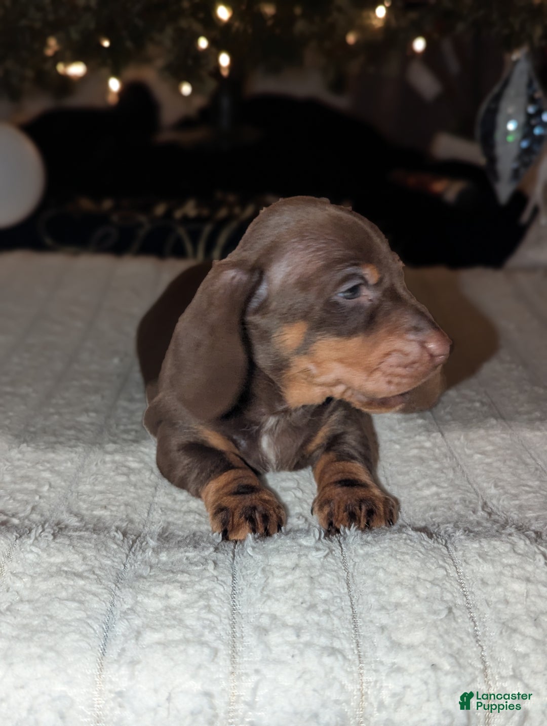 Miniature Dachshund dogs for sale: Coco - Ad 3