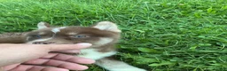 Pomsky dogs for sale: Pomsky 3 - Ad 7