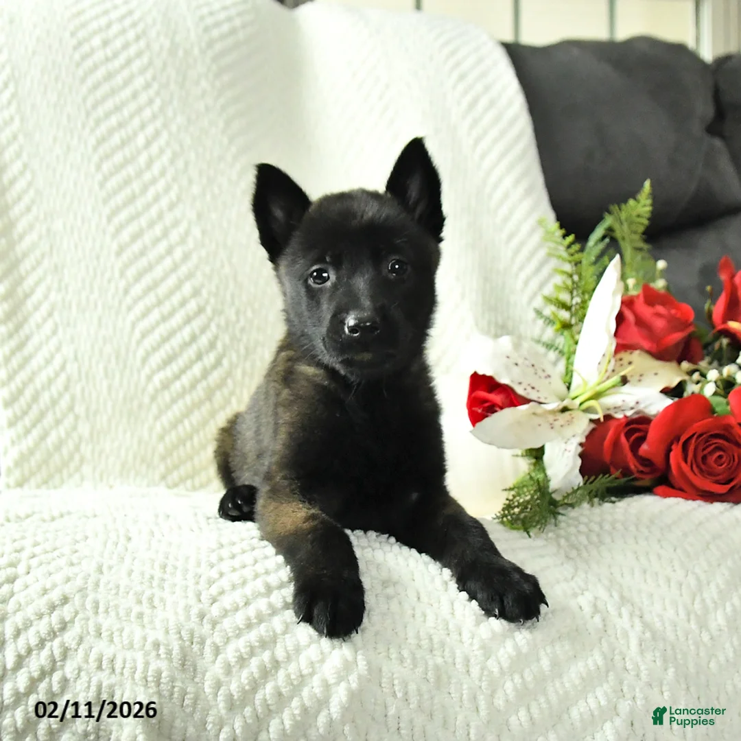 Belgian Malinois dogs for sale: Bailey - Ad 2