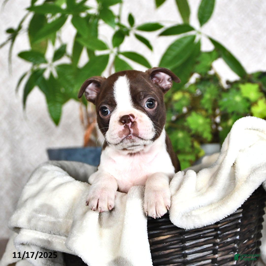 Boston Terrier dogs for sale: Renae - Ad 2