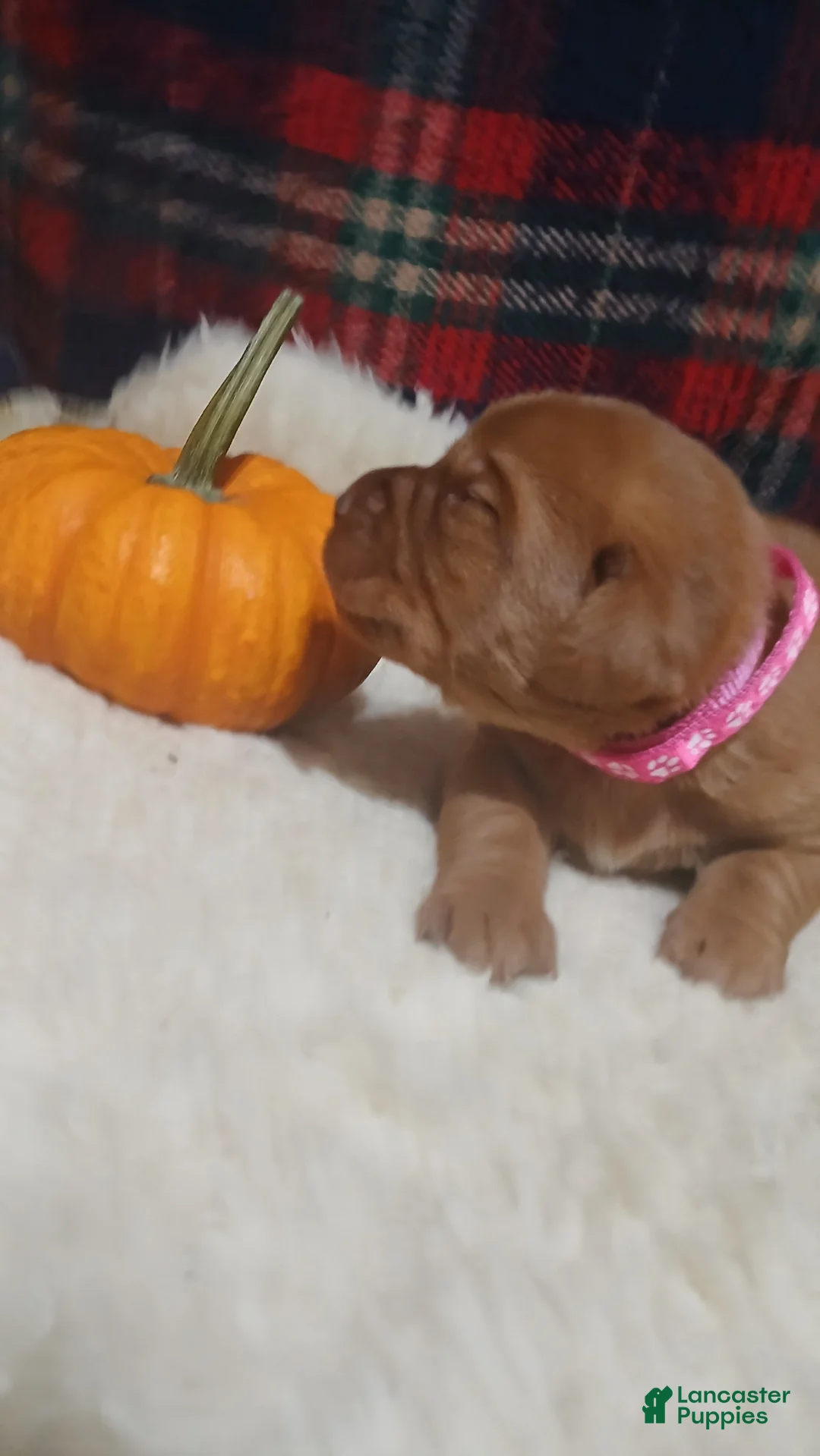 Labrador Retriever dogs for sale: Cookie - Ad 2