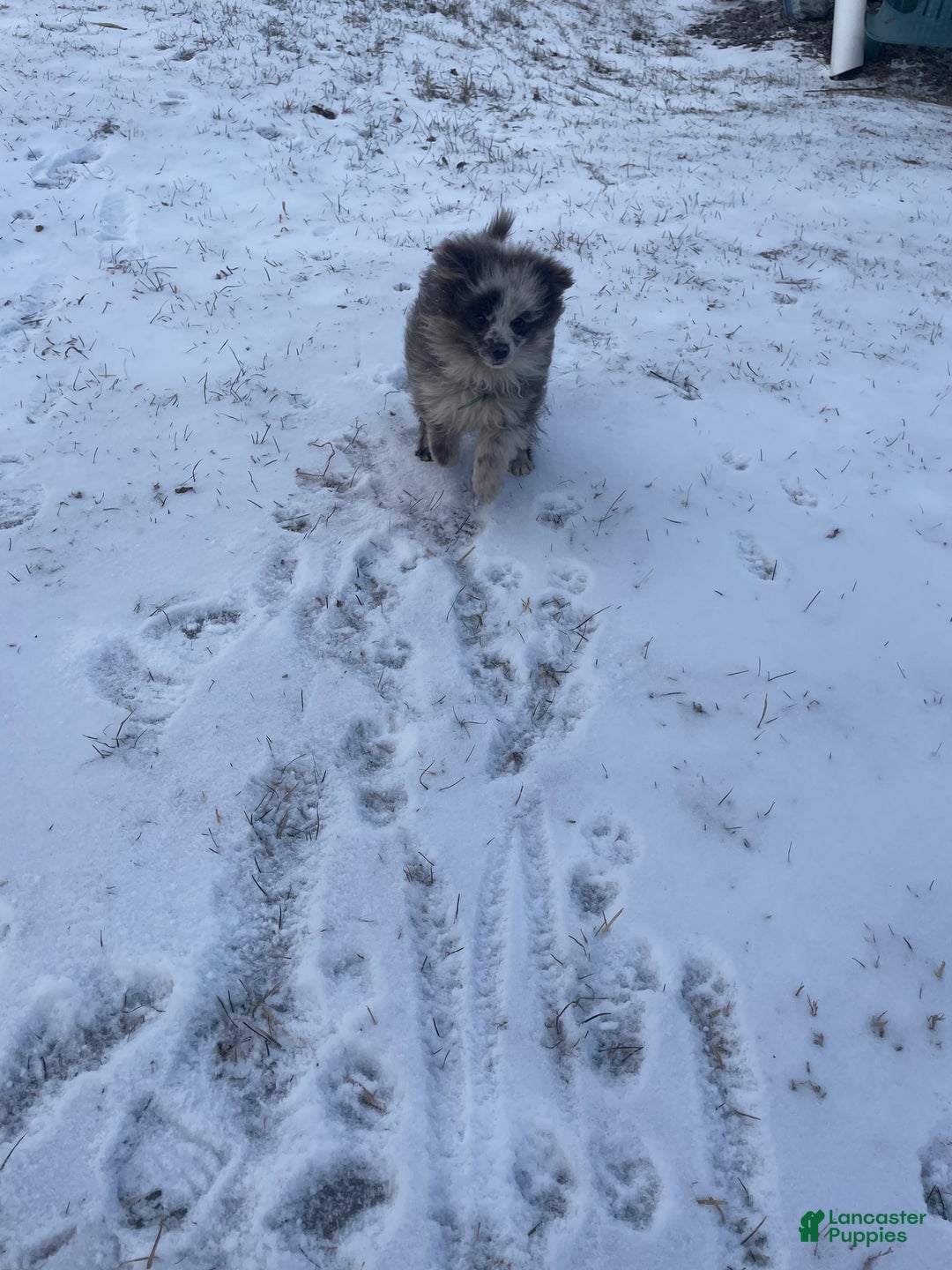 Pomeranian dogs for sale: Pomeranian Puppy 1 - Ad 3