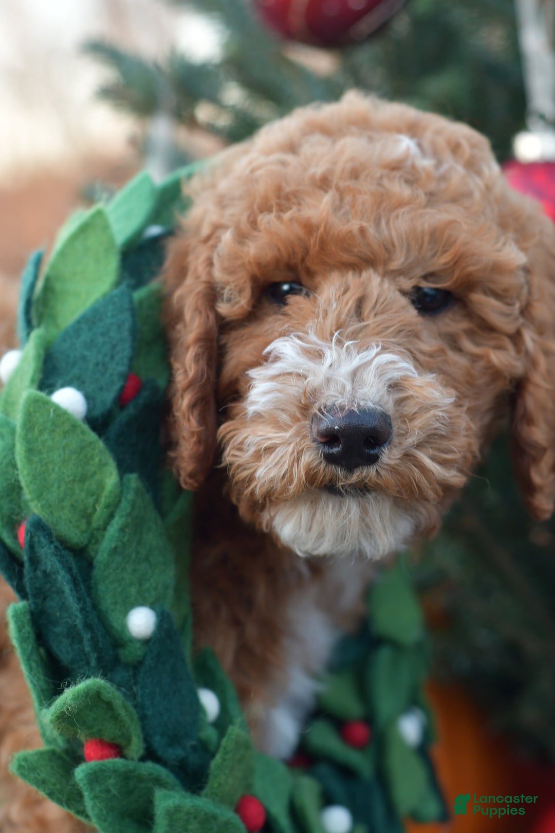 Standard Poodle dogs for sale: Candy - Ad 22