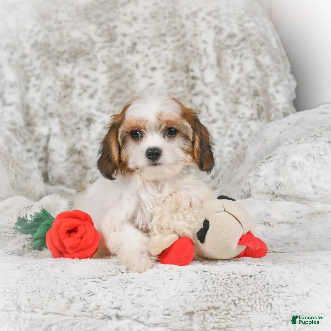 Havanese dogs for sale: Heidi - Ad 3