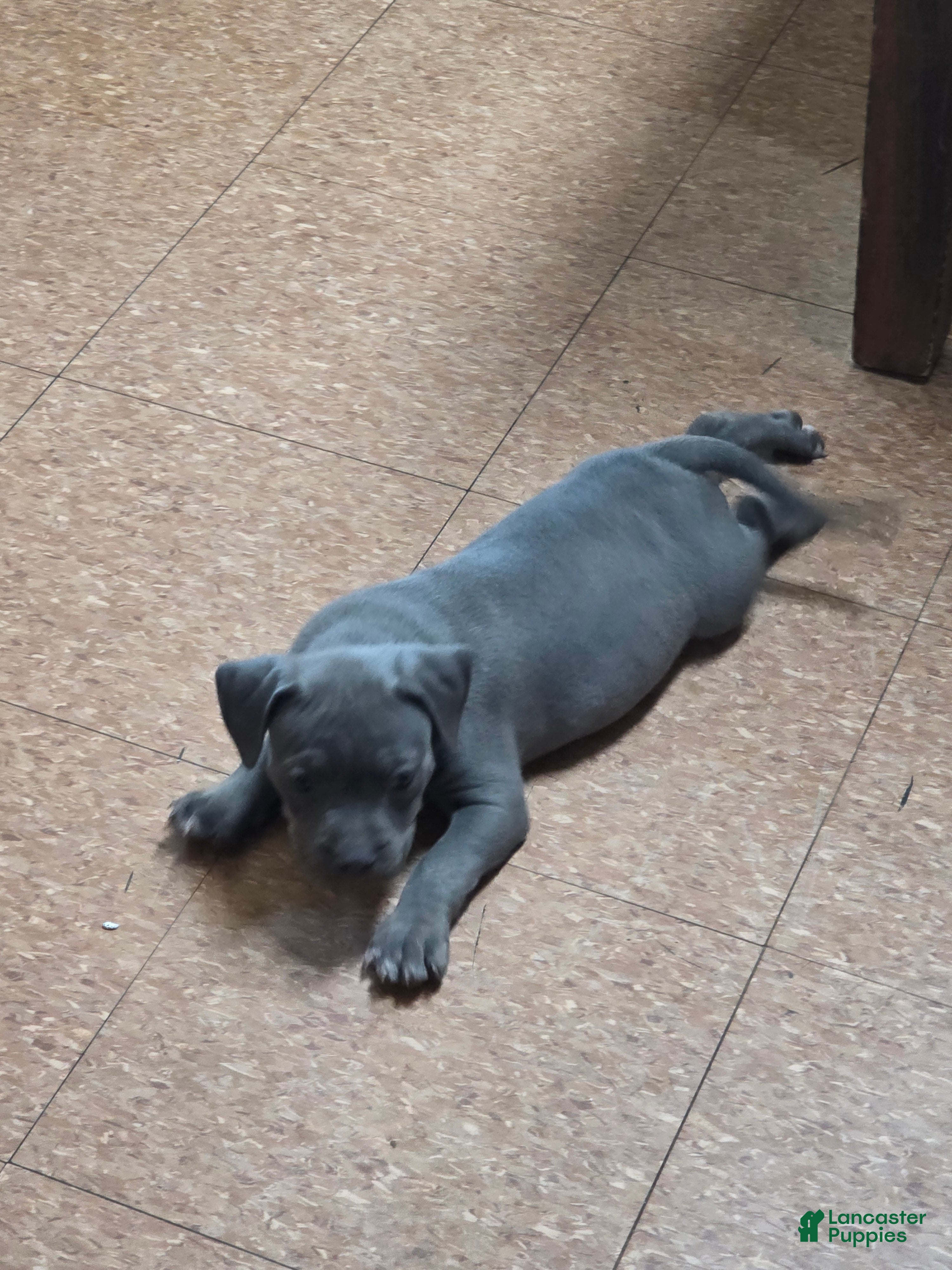 American Bully dogs American Bully 3 - Ad 3