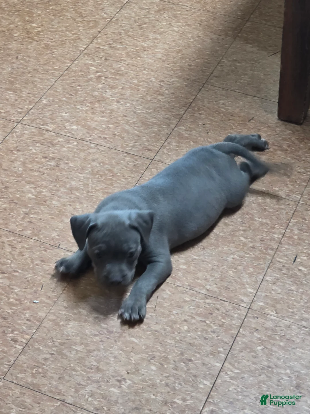 American Bully dogs for sale: American Bully 3 - Ad 1