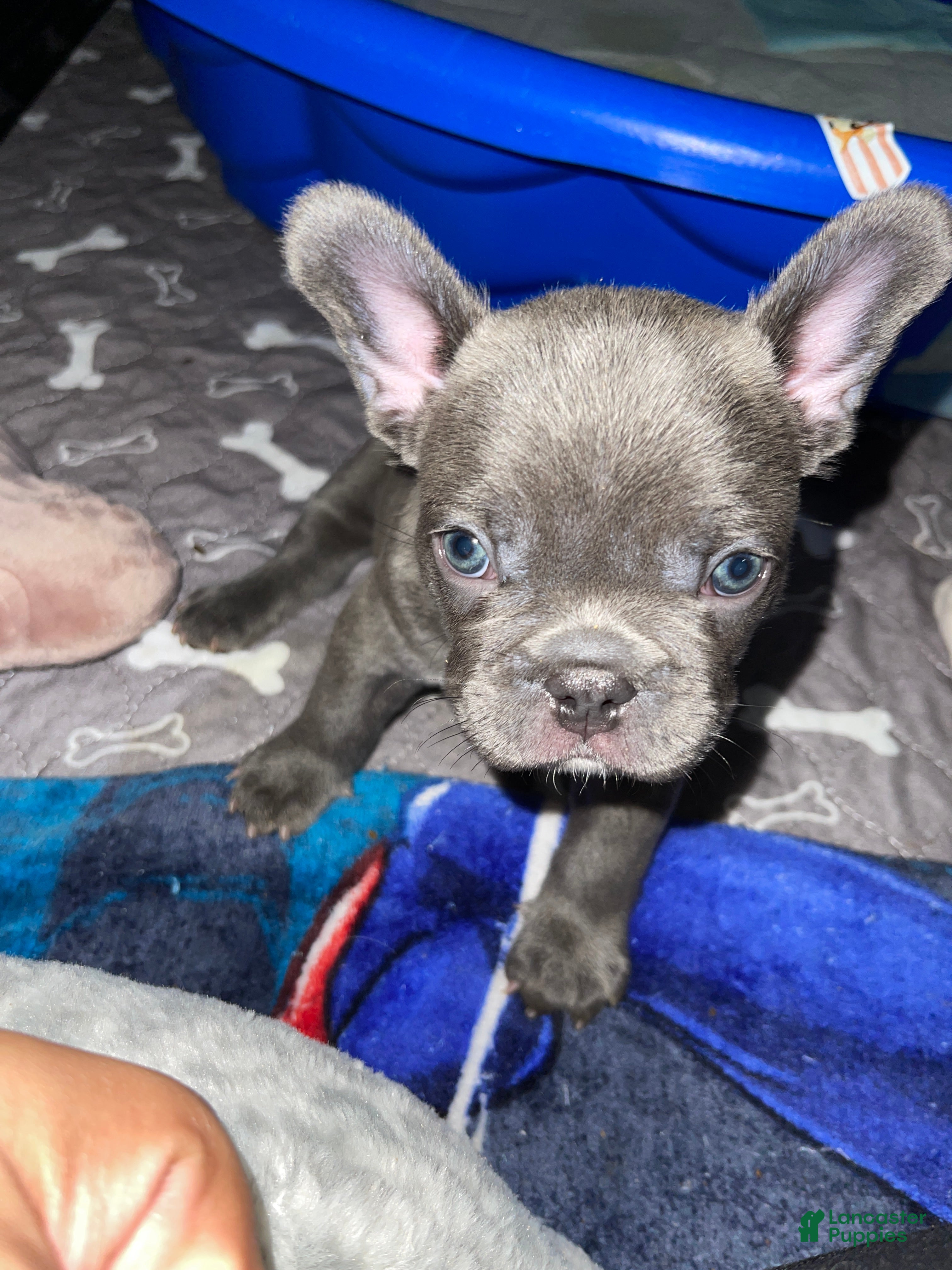 French Bulldog dogs Fat Boy - Ad 2