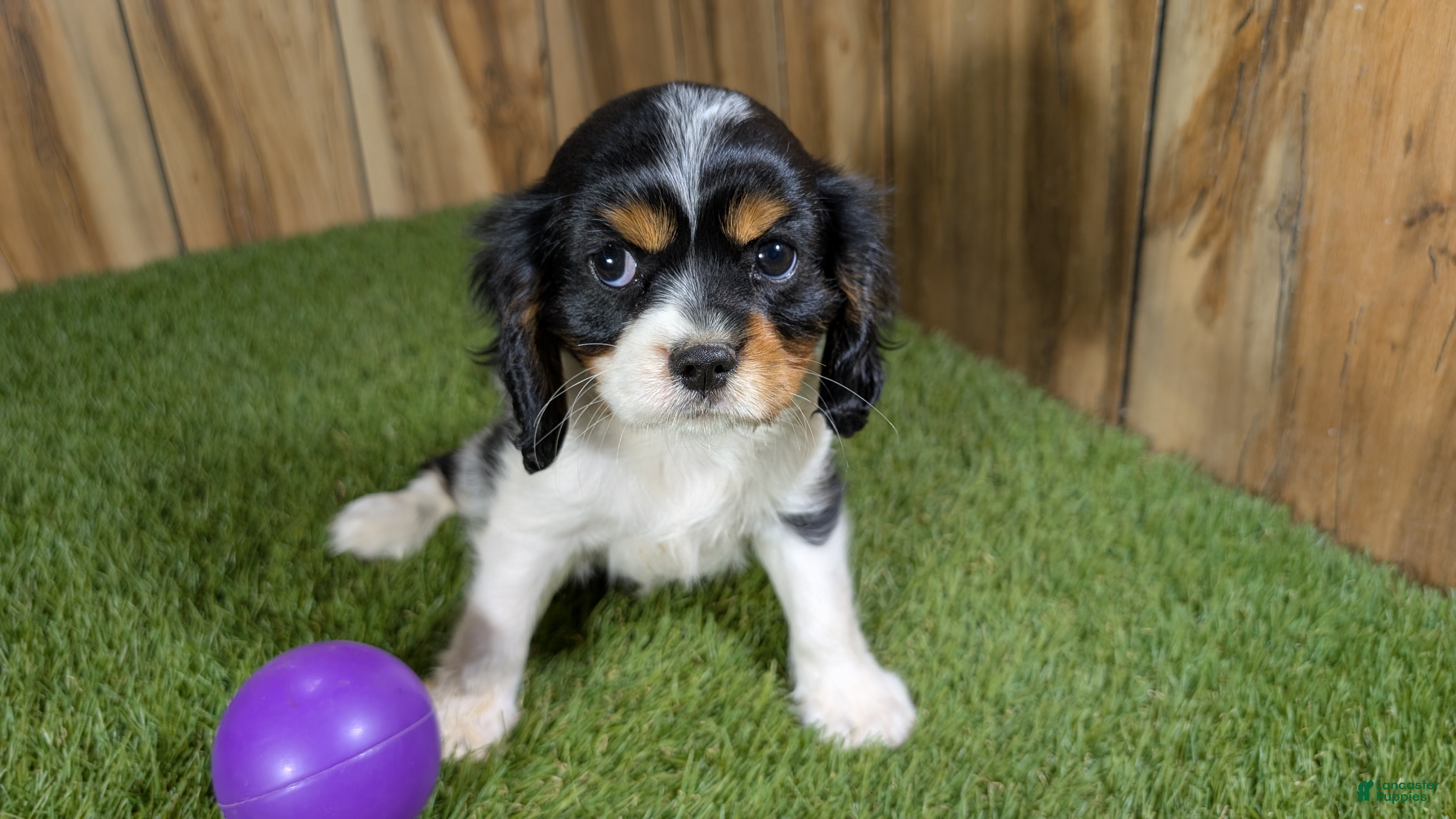 Cavalier King Charles Spaniel dogs Gracie Girl 1 - Ad 2