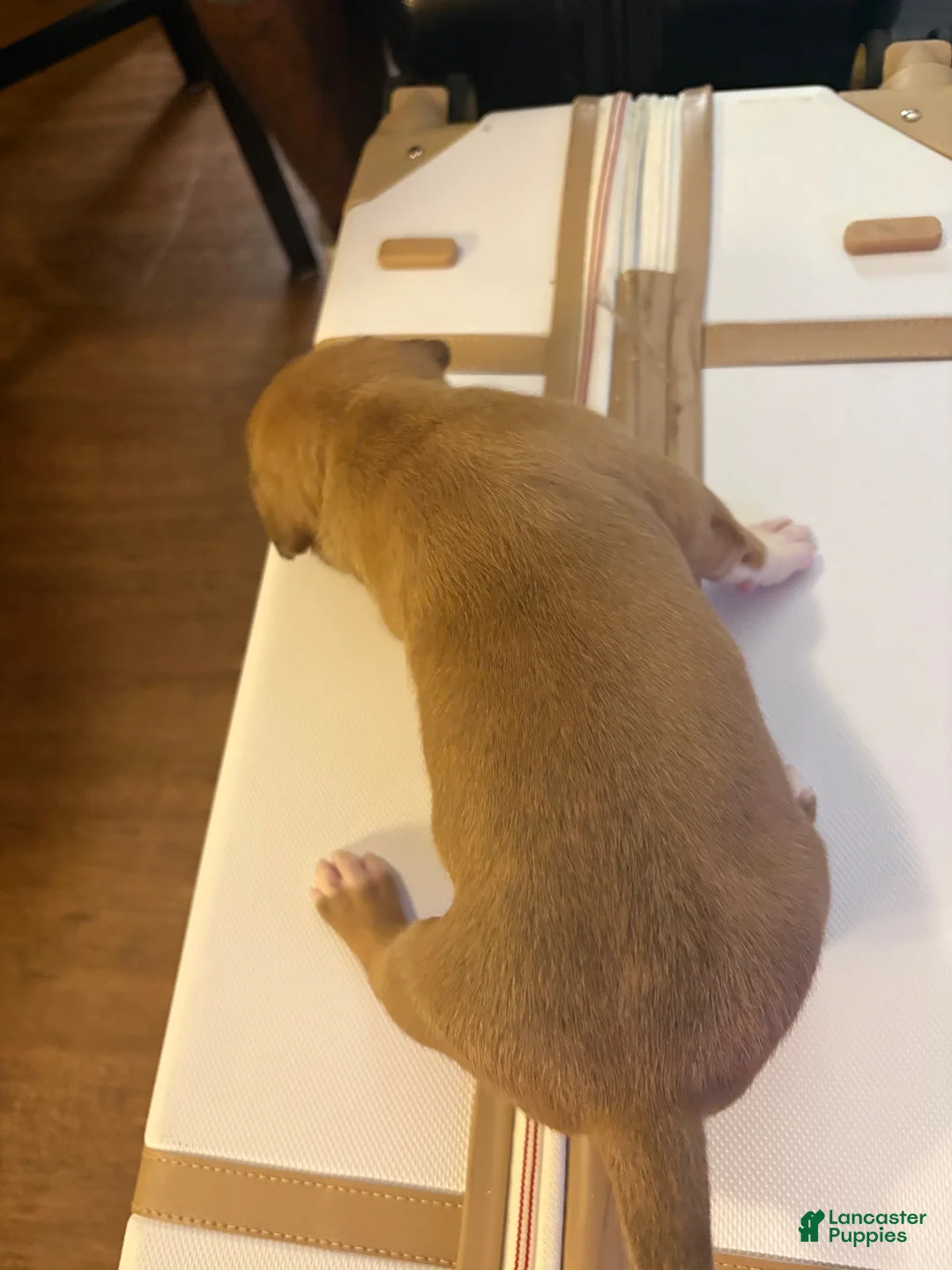 American Bully dogs for sale: American Bully 6 - Ad 2