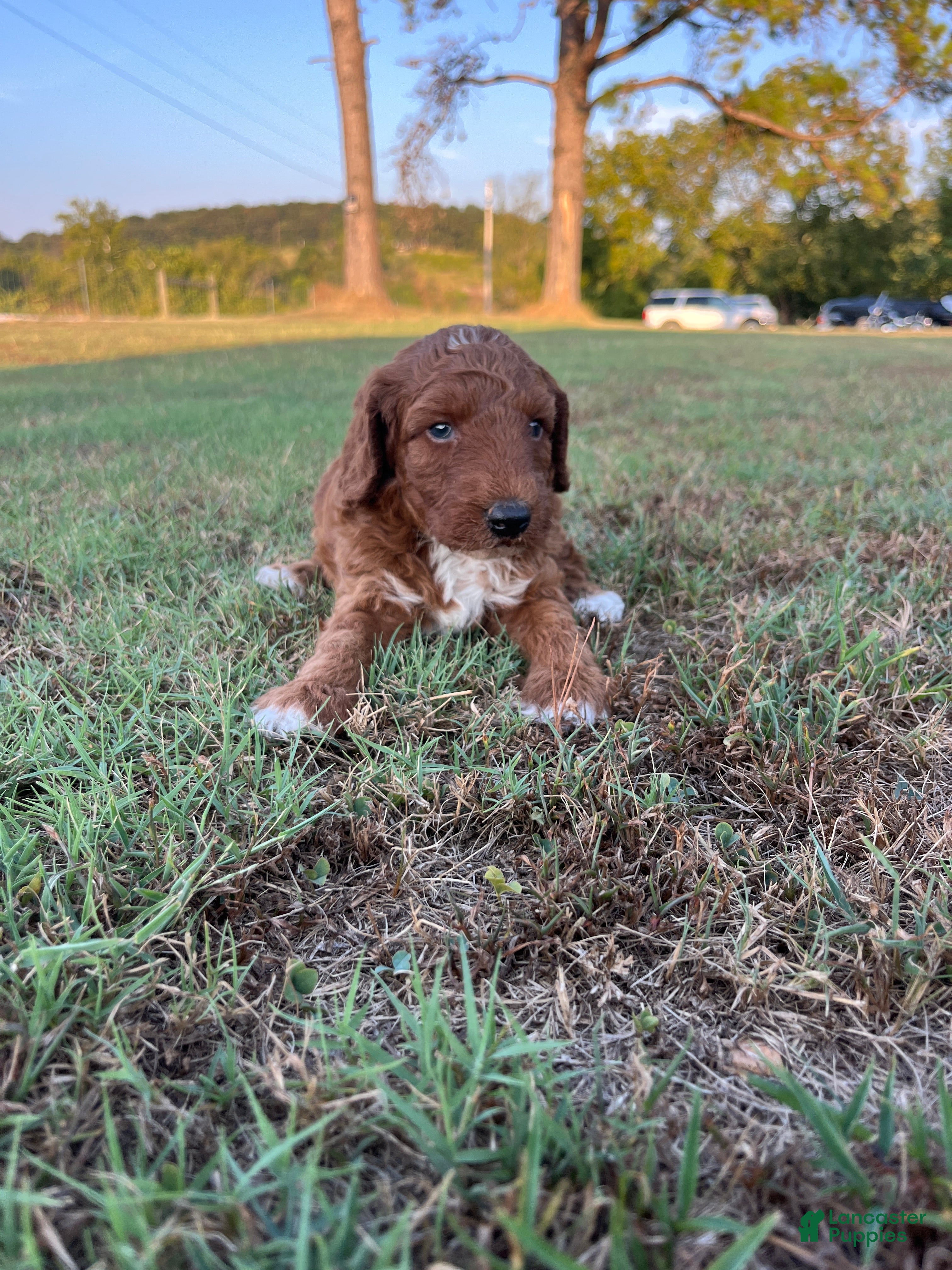 Goldendoodle dogs Winston Medium-sized F1BB - Ad 2