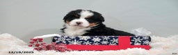 Bernese Mountain Dog dogs for sale: Rita - Ad 3