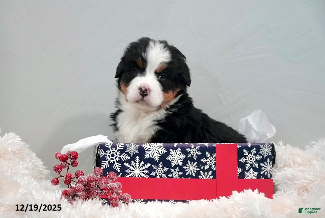 Bernese Mountain Dog dogs for sale: Rita - Ad 3