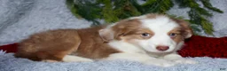 Miniature Australian Shepherd dogs for sale: Jimmy - Ad 5