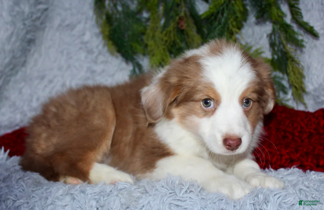 Miniature Australian Shepherd dogs for sale: Jimmy - Ad 5