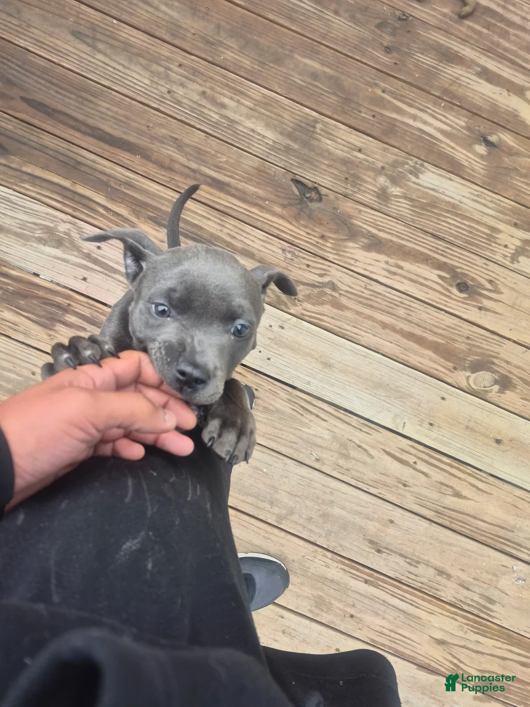 Cane Corso dogs for sale: Cane Corso Puppy 1 - Ad 1