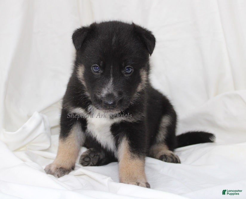 Gerberian Shepsky dogs Yellow Collar Female - Ad 1