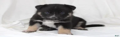 Yellow Collar Female