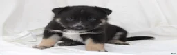 Gerberian Shepsky dogs for sale: Yellow Collar Female - Ad 1