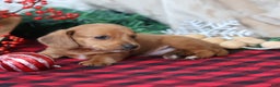 Miniature Dachshund dogs for sale: Sage - Ad 3
