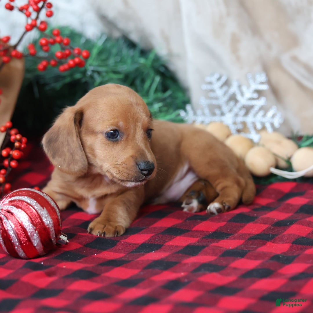 Miniature Dachshund dogs for sale: Sage - Ad 3