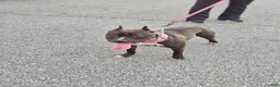 Mixed Breed dogs for sale: Gator - Ad 5