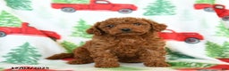Toy Poodle dogs for sale: Ruffles - Ad 3