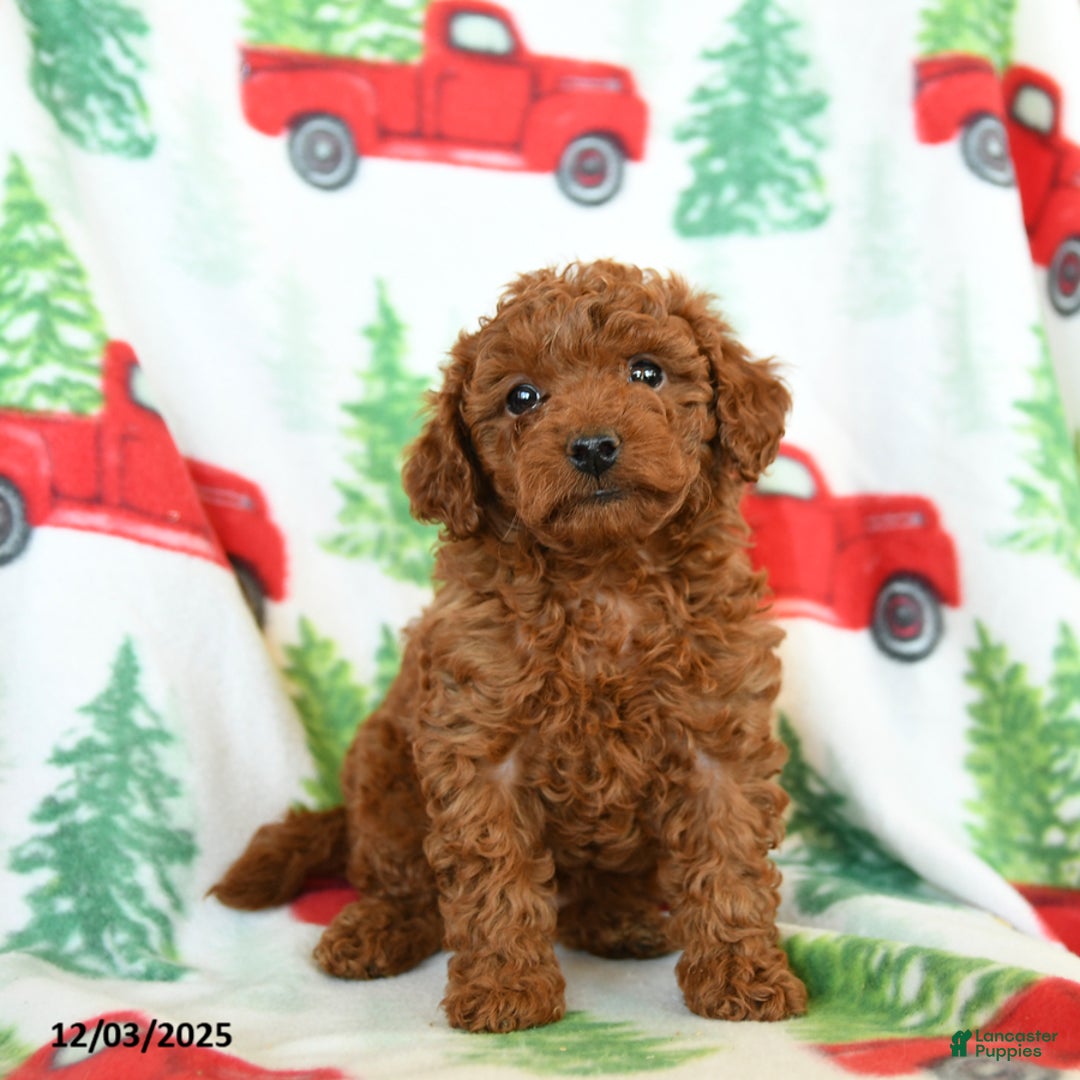 Toy Poodle dogs for sale: Ruffles - Ad 3