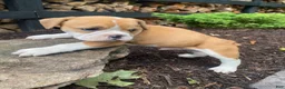 Mixed Breed dogs for sale: Hank - Ad 11