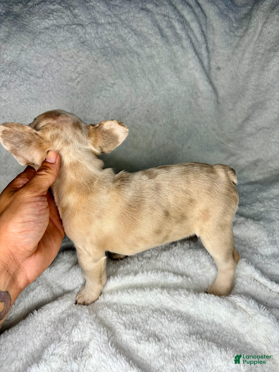 French Bulldog dogs for sale: Lilo - Ad 2
