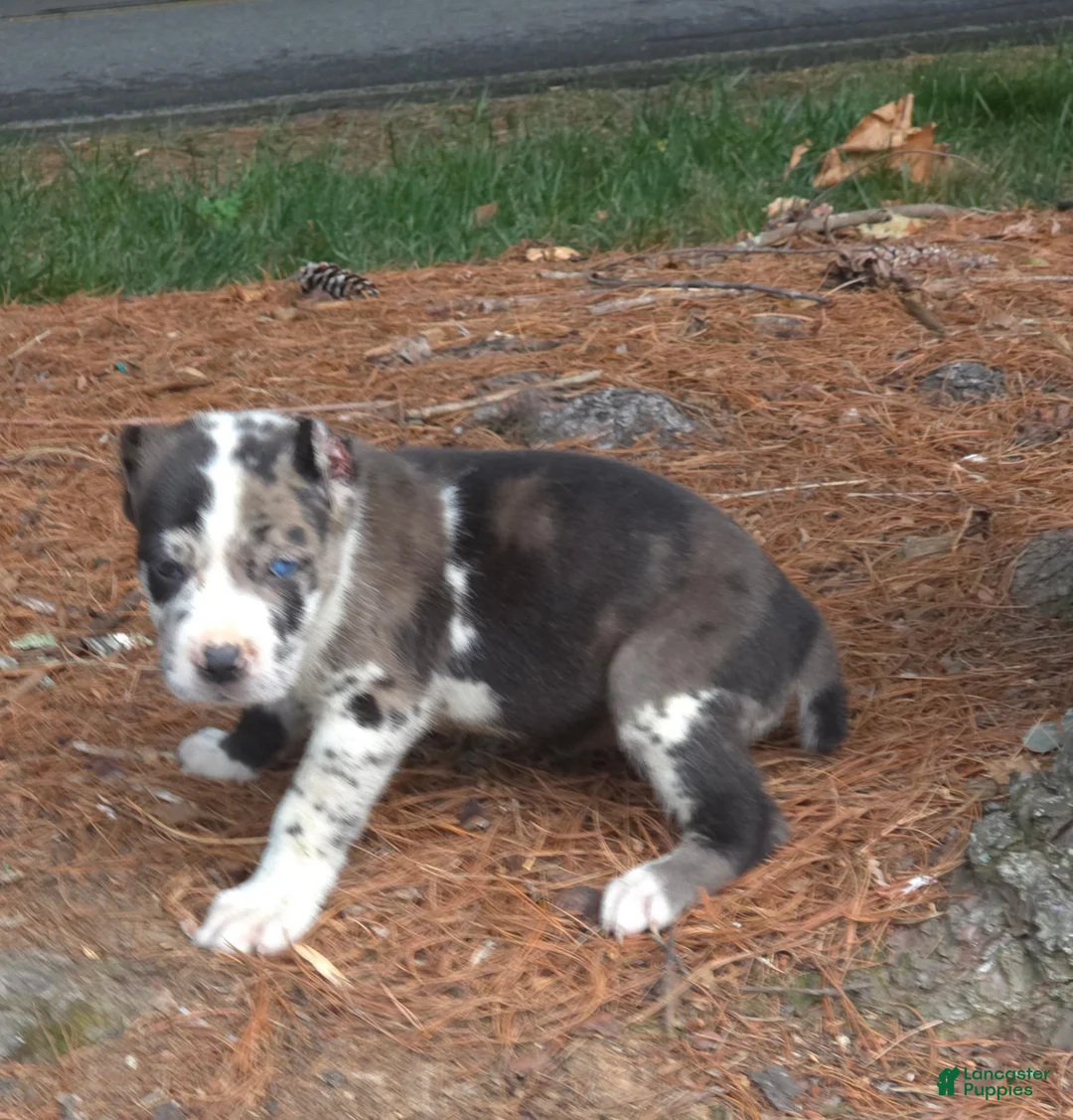 Cane Corso dogs for sale: Cane Corso 1 - Ad 1