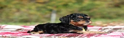 Cavapoo dogs for sale: Dax - Ad 7