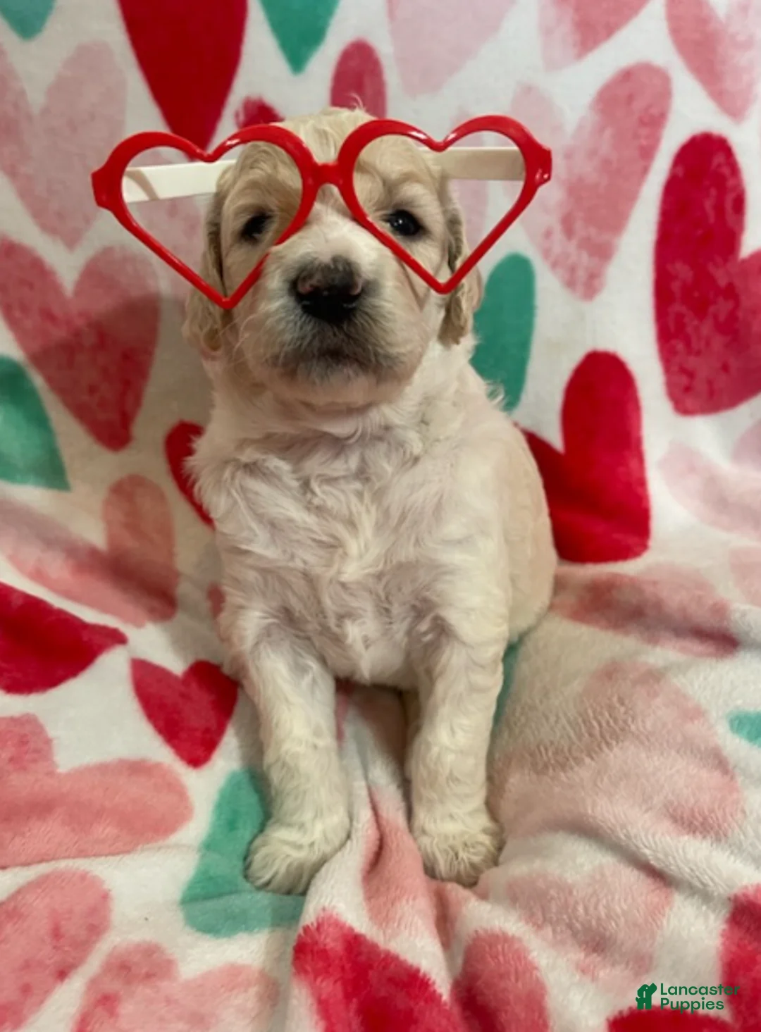 Double Doodle dogs for sale: Glimmer - Ad 3