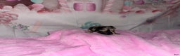 Chihuahua dogs for sale: Gemini - Ad 4